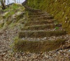 la scala nel bosco