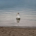 cigno cigno