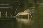 Nitticora giovane affamata Nitticora giovane affamata
