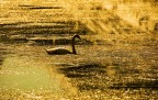 l'ora d'oro