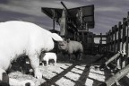 Pigs Pigs