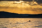 Delfino al tramonto Delfino al tramonto
