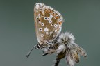 Polyommatus coridon Polyommatus coridon