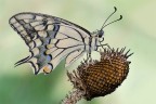 Papilio Machaon