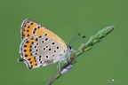 lycaena thersamon