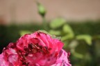 rosa+cavalletta rosa+cavalletta