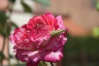 rosa+cavalletta rosa+cavalletta