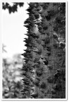 Spine Spine