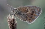 Coenonympha pamphilus