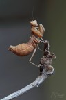 Mantide di Spallanzani (Ameles Spallanzania)
