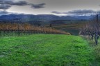verdicchio verdicchio