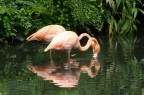 Fenicotteri rosa Fenicotteri rosa