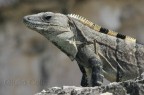 Iguana