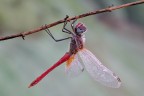 Sympetrum fonscolombii Sympetrum fonscolombii