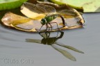 Anax imperator
