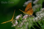 Argynnis paphia Argynnis paphia