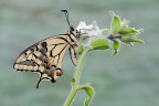 Papilio Machaon