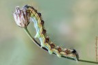 Helicoverpa armigera