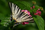 Iphiclides podalirius Iphiclides podalirius