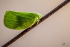 Acanaloniidae Acanaloniidae