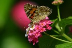 Vanessa cardui