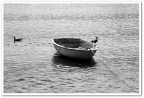 Gabbiani e barche 1 Gabbiani e barche 1