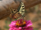 Papilio machaon
