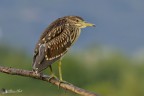 Giovane nitticora Giovane nitticora