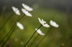 primavera primavera