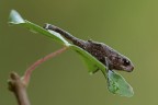 Anura Bufonidae Bufo bufo Anura Bufonidae Bufo bufo