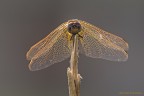 Libellula