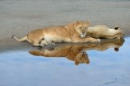 Leonesse Leonesse