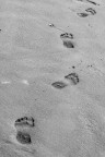 impronte impronte