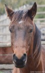 Cavallo Maremmano Cavallo Maremmano