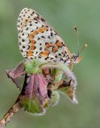 Melitaea didyma...