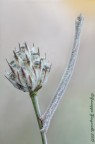 Larva di Agriopis aurantiaria