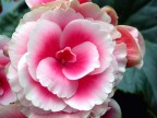 begonia begonia