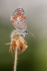 Una giornata plumbea Una giornata plumbea