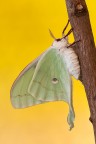 Actias luna