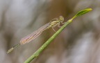 Irriconoscibile Irriconoscibile