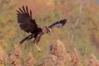 falco di palude falco di palude