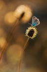 Farfallina & Bokeh Farfallina & Bokeh