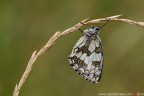 Melanargia galathea (Linnaeus, 1758)  (Lepidoptera � Nymphalidae � Satyrinae)

Canon EOS 7D + Sigma 180mm f/3.5 EX DG HSM Macro

Suggerimenti e critiche sempre ben accetti
[url=http://www.rossidaniele.com/HR/_MG_8398copia-mdc-1500.jpg]Versione HR[/url]