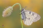 Parnassius mnemosyne... Parnassius mnemosyne...