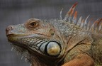 iguana iguana