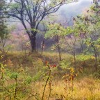 Autunno Autunno