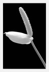 Fiore Fiore