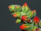Pianta Aliena Pianta Aliena