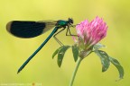 Calopteryx splendes (Harris, 1782) (Odonata � Calopterygidae)

Canon EOS 7D + Sigma 180mm f/3.5 EX DG HSM Macro

Suggerimenti e critiche sempre ben accetti
[url=http://www.rossidaniele.com/HR/_MG_8273copia-mdc-1500.jpg]Versione HR[/url]