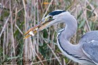 due prede due prede